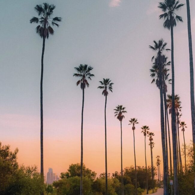 Los Angeles palm tree lined street with gradient background sky in hues from light teal to deep orange